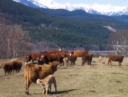 Cattle-2004-04-24