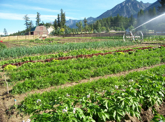 Garden Market